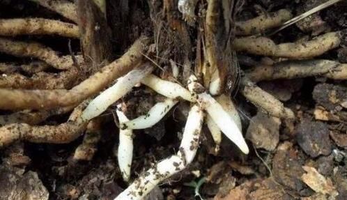 油绿|养君子兰长太慢浇水用一点“它”,叶子油绿肥厚,芽也多,真美