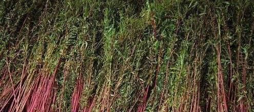 活血|农村一种野草被称为“神仙草”，保护肝脏，还有很好的解酒功效