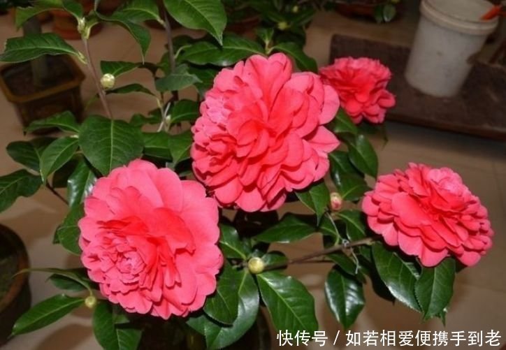 传家宝|4种花,一养就是100年,开花漂亮,优雅高贵,养成“传家宝”