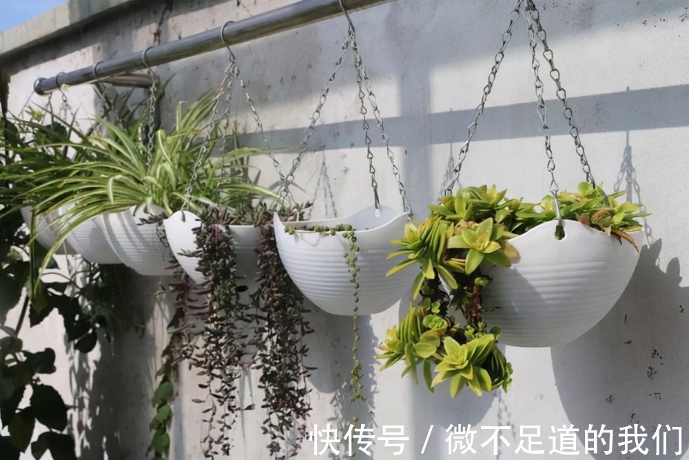 冬天养花,这7种水坚决不能浇,浇了烂根、黄叶,还不长个