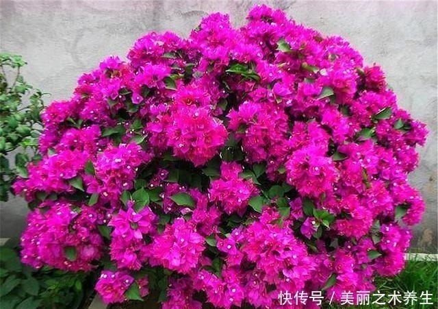 三角梅|想让三角梅爆炸式开花,夏天多做4件事,花朵多得压弯枝头!