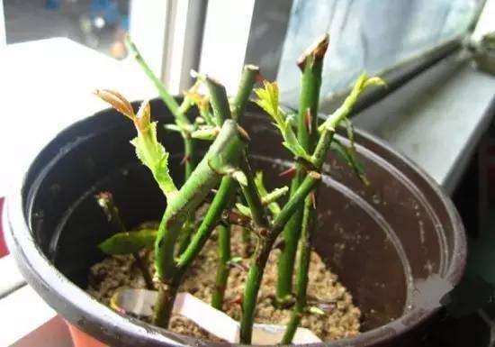 植物|快死的花卉这样做，能轻松起死回生！