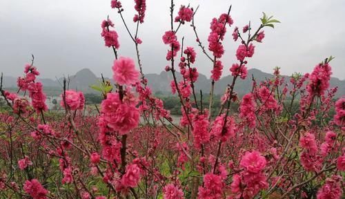 花季播報 正是春花爛漫時 櫻花 杜鵑 桃花你獨愛哪個 中國熱點