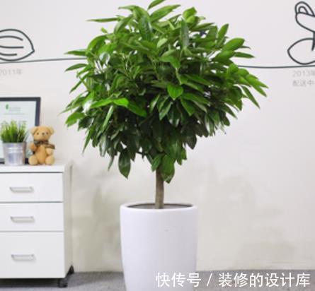 红掌|人养花花也养人,4种漂亮花,养在家里上档次,带来好兆头