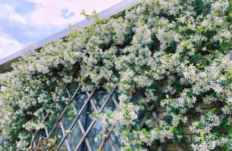 安全距离|养殖茉莉选银丝，盆栽抓住4点，一年四季开花，量多又持久