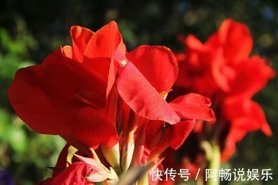 喜欢在家中养护花卉，就选择花色鲜艳，花朵漂亮，欣赏价值高的花