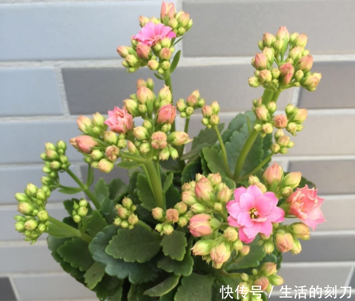 长寿花很好养，施点这种肥，叶片肥美又亮丽，花期能达150天