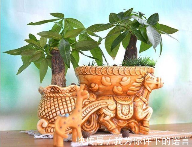 浇水|勤快的人,这5种花还是不要养了!它们只适合懒人养,一养就活!