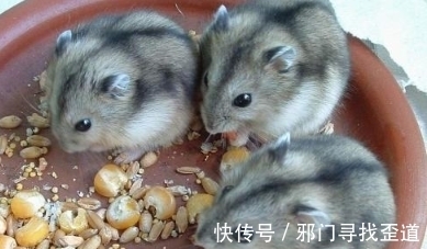 生肖|生肖鼠精神抖擞神采奕奕,虎年遇到天赐良缘,牵手真命天子