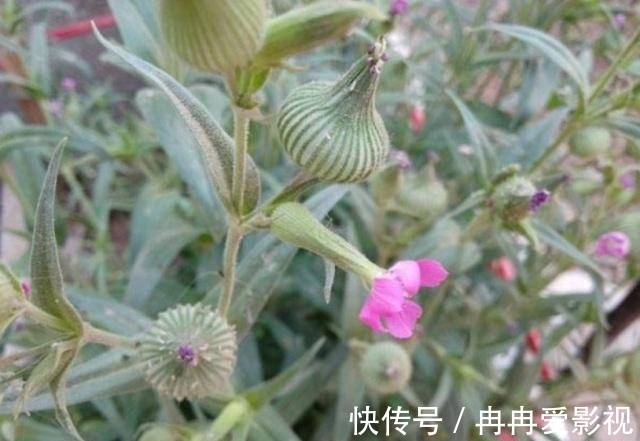 杂草|农村一种野草，叫“麦瓶草”，农村人当杂草，殊不知是名贵中草药