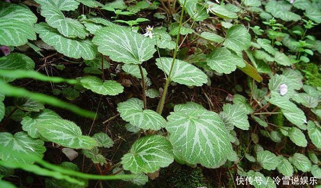 叶子像猫耳朵,名字更霸气,殊不知价值很高,如今到处抢着挖