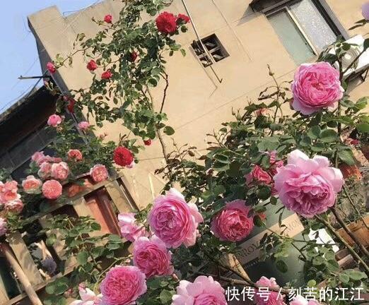 吴大爷养“月季”,三月喂点“零食”,花朵嗖嗖冒,1年开不停