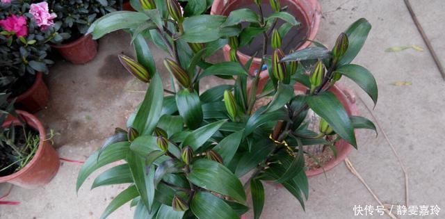 好养漂亮的“4种花”,阳台室内养一盆,浇水就长爆盆,开花不断