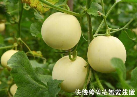 皮肤|女人常吃此物,保护子宫,子宫变得健康,皮肤越来越细腻,效果好