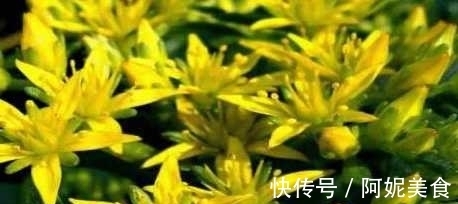 冠状动脉|农村人都在吃的野菜 具有降血脂改善冠状动脉循环的功效