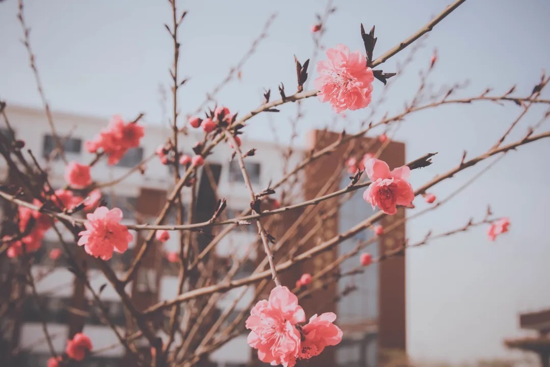 春日花儿开，相约逐梦来