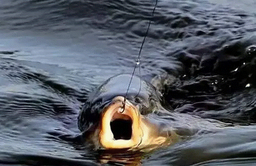 冬钓鱼口轻?三个细枝末节处的改变,让你渔获翻番