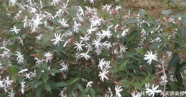 养不好茉莉花就养“假茉莉”,香味足更皮实,四季开花不黄叶