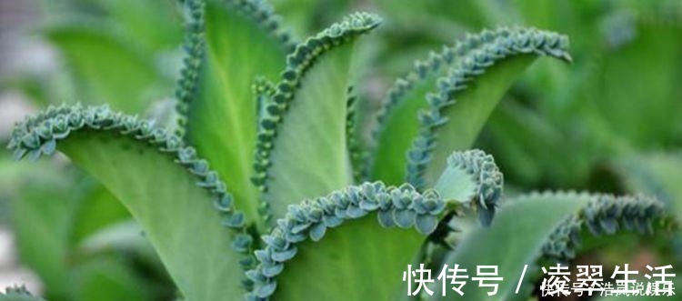 谁见了都喜欢的4种花,好养又漂亮,美不胜收,你养了吗