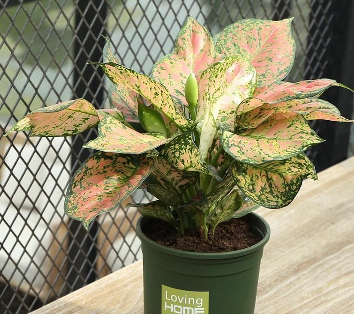 佛焰苞|快扔掉家中发财树,真正好看还能净化空气的是这几种,高级又漂亮