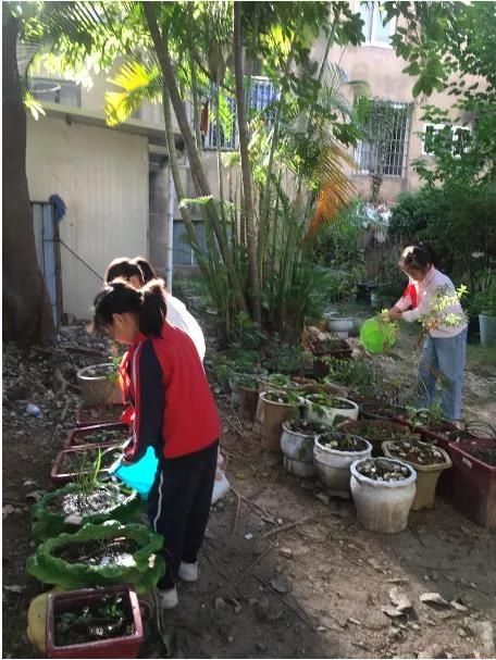 漳州市岳口小学|菁菁校园百草香---漳州市岳口小学被确定为全省中医药文化教育试点