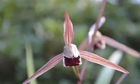 丸姬|日本寒兰欣赏