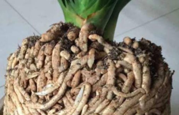 养了10年的君子兰,打翻看到它根部后,你还敢养这植物吗