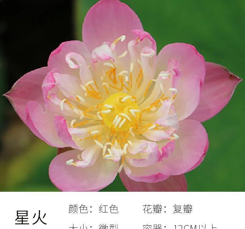 不怕晒的花,晒得越狠,花苞越多