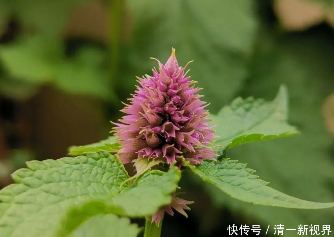 7种花插土里，立马长满院子，蚊虫不敢靠近！