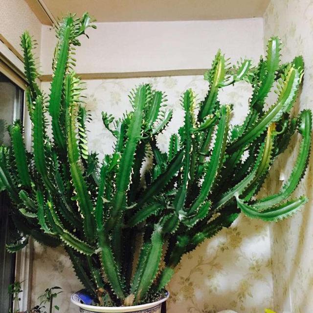 净化|没人喜欢的2种“丑花”,殊不知,它能“吸甲醛”,越养越值钱!