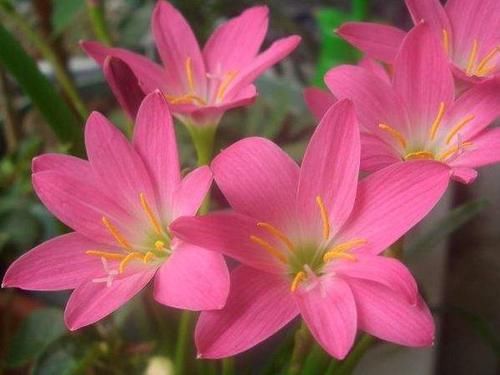 几款植物好养花量大,花开满屋子飘香,生机满满,花色美轮美奂