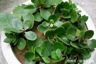 枝条|5.1在家扦插吧!8种花都可以,插土就活,10天长根,当年开爆盆