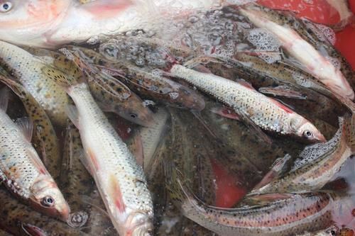  寄生虫|3种“最脏”的鱼，寄生虫超多，很多人不知，还经常买来吃