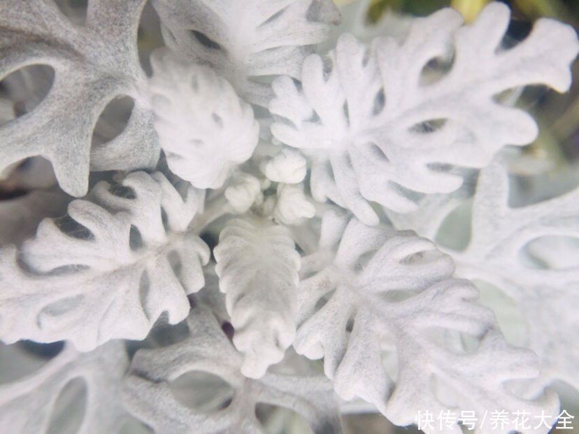 一种花长得像雪花,全身银白色,气质高雅有格调