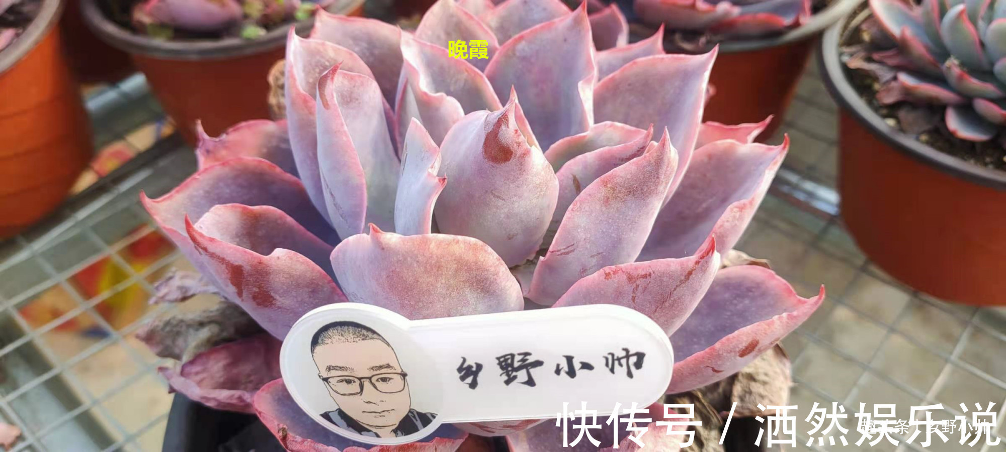 肉肉|多肉迟迟不长新根，有以下4个原因造成，看完长知识了