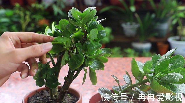 盆栽|长寿花又被称为寿星花、圣诞伽蓝菜！盆栽注意4点，花朵挂满枝