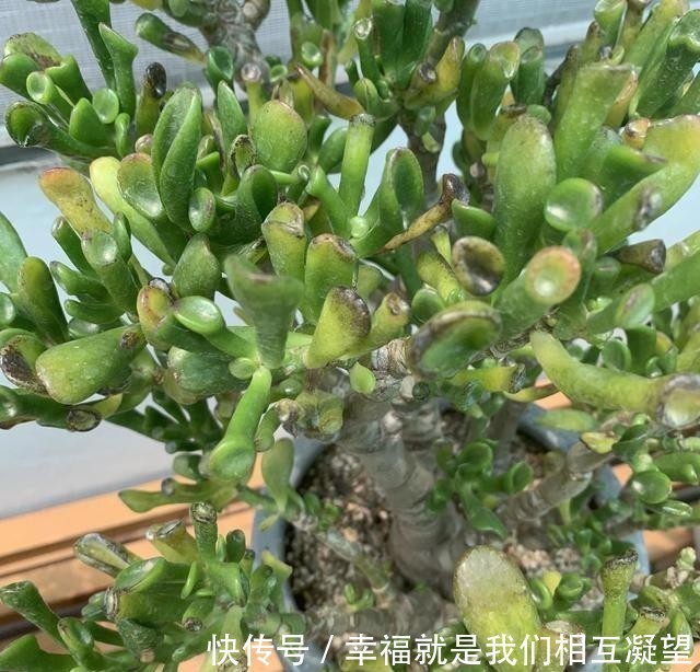 小苗|这花叫马蹄掌，也叫吸财树，寓意“招财进宝”，比多肉还好养