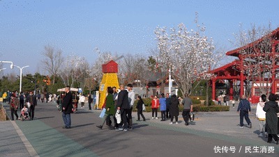 盛开|最暖春节催开红梅花,郑州园博园现“双梅闹春”