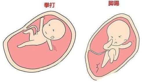 小雅|胎儿每天在妈妈肚子里忙什么?除了吃和睡,他们有好多事情要忙!