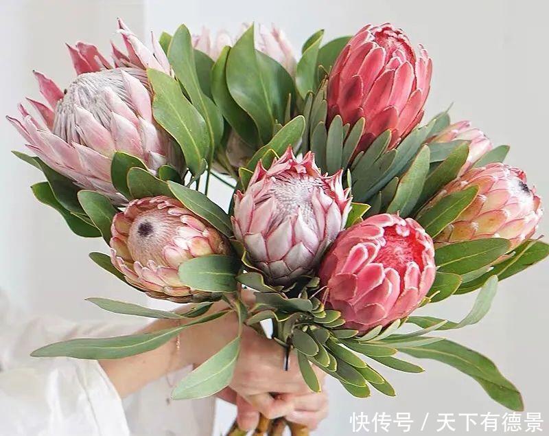 最气派的“霸王花”,家里养一盆,华丽又大气,富贵又吉祥