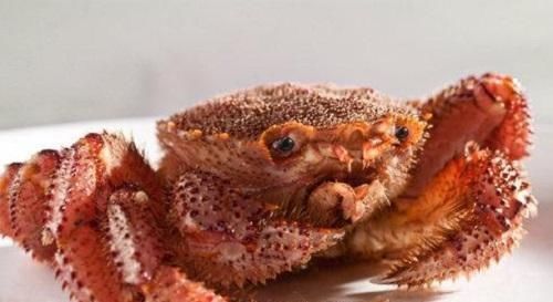 昂贵|全世界“最昂贵”的4种海鲜,中国有一种鱼上榜,很多人未见过