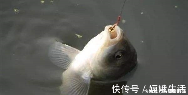 浮漂|钓鱼二十年,如今才晓得,这三种鱼情的用漂“办法”,学会别外传