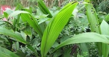 农村常见杂草，竟是“天然养肾草”，每天喝，助你摆脱男性尴尬