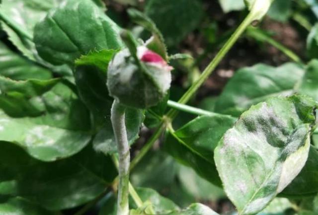 月季白粉病年年爆发,染病后落花掉叶严重,如何彻底清除