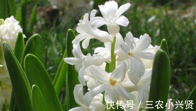 花语|风信子有毒吗? 风信子可以放在卧室内养吗?
