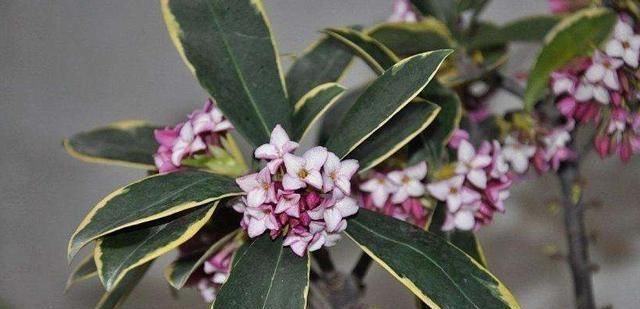 金边瑞香开花香,度夏注意这“几点”,轻轻松松,枝繁叶茂!