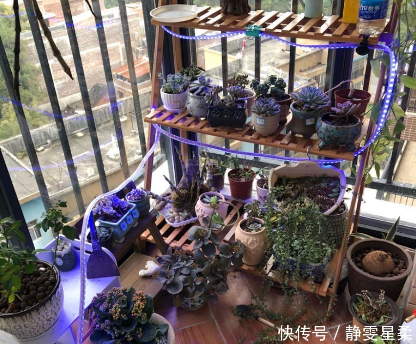 北阳台养花,选对植物,也能造个小花园