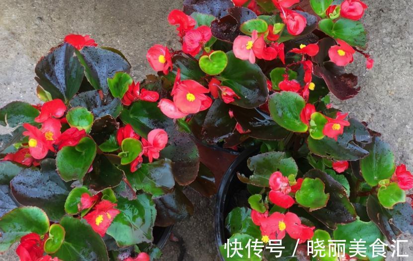 养花基本要求：浇水前后，不注意这些地方，真的要吃亏