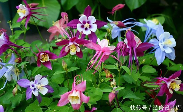 耧斗菜|此花-20度也冻不死,耐阴又好养,5元钱就能开出一院子的花