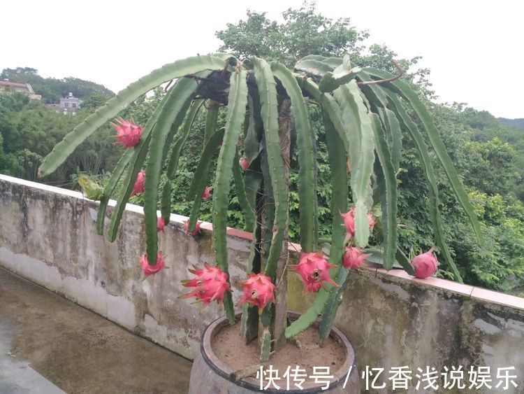 这几款菊花,养在家中幽香四溢,花色妖艳妩媚,花朵烂漫迷人眼
